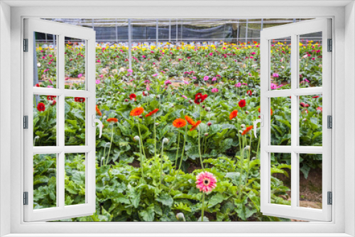 Fototapeta Naklejka Na Ścianę Okno 3D - View on bright flower farm