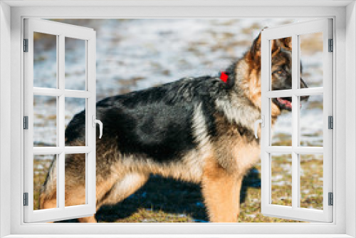 Fototapeta Naklejka Na Ścianę Okno 3D - Brown German Shepherd Dog. Alsatian Wolf Dog