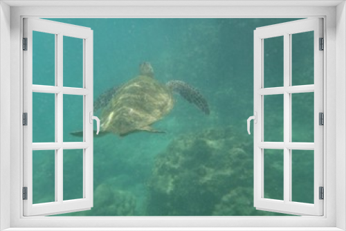 Fototapeta Naklejka Na Ścianę Okno 3D - Swimming Green Turtle Underwater