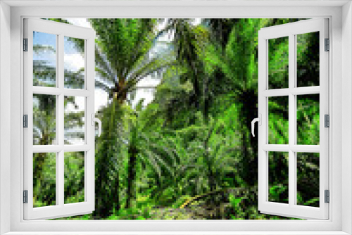 Fototapeta Naklejka Na Ścianę Okno 3D - Oil palm tree