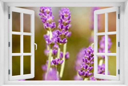 Fototapeta Naklejka Na Ścianę Okno 3D - Lavender flowers in garden - lavender buds