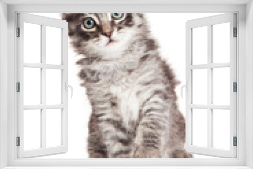 Fototapeta Naklejka Na Ścianę Okno 3D - Black and Grey Tabby Kitten Raising Paw