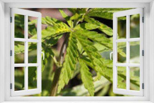 Fototapeta Naklejka Na Ścianę Okno 3D - Photography of marijuana bush in the sunlight.
