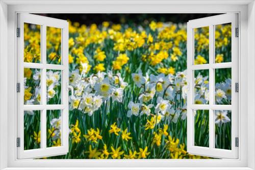 Fototapeta Naklejka Na Ścianę Okno 3D - Yellow and white daffodils
