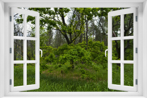 Fototapeta Naklejka Na Ścianę Okno 3D - весенний лес