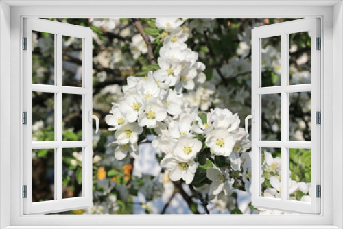 Fototapeta Naklejka Na Ścianę Okno 3D - spring, apple tree blooming