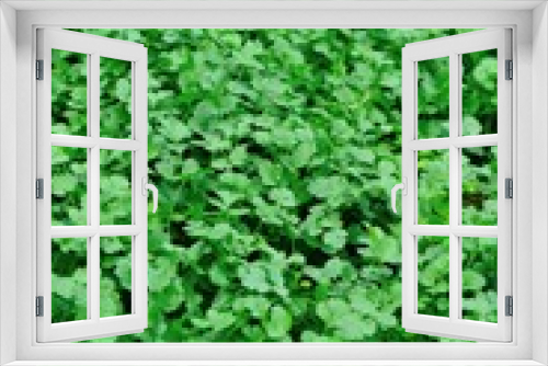 Fototapeta Naklejka Na Ścianę Okno 3D - Green coriander in growth at vegetable garden