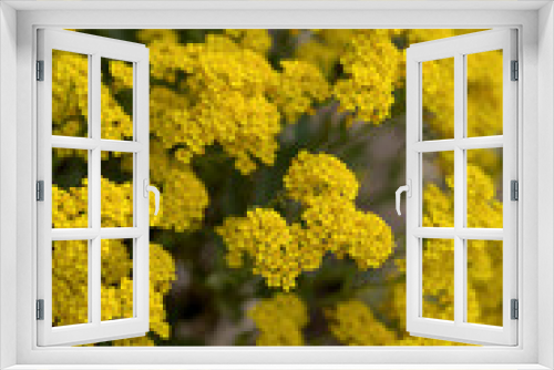 Fototapeta Naklejka Na Ścianę Okno 3D - Yellow alyssum flowers in spring. (Aurinia saxatilis). Selective focus.