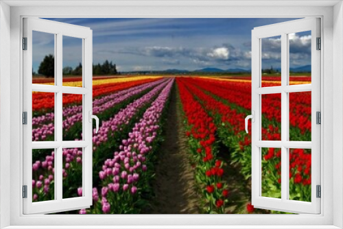 Fototapeta Naklejka Na Ścianę Okno 3D - Colorful Panorama of Tulip Fields and Sky with Clouds. Scagit Valley Tulip Festival, Mount Vernon, Washington State, USA. 