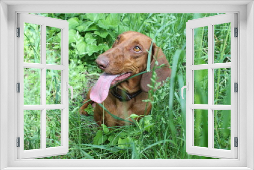 Fototapeta Naklejka Na Ścianę Okno 3D - Dog breed dachshund