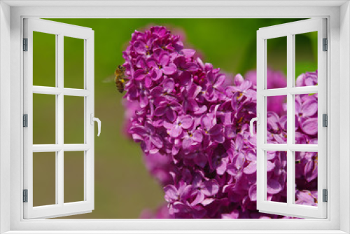 Fototapeta Naklejka Na Ścianę Okno 3D -  lilac