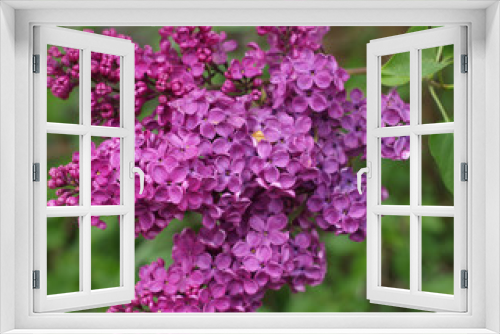 Fototapeta Naklejka Na Ścianę Okno 3D - Flieder im Mai, Lilac