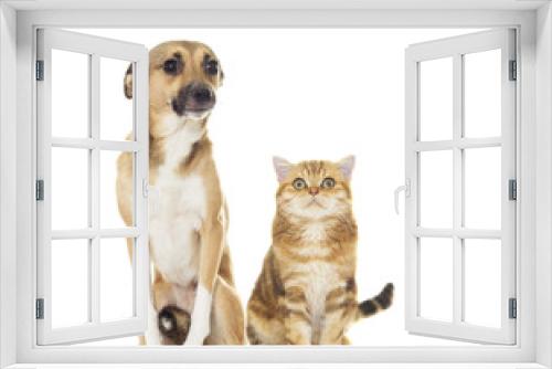 Fototapeta Naklejka Na Ścianę Okno 3D - red dog and cat looks