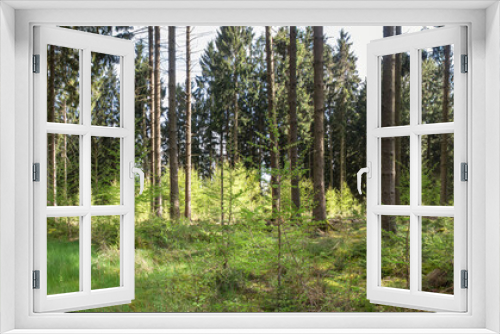 Fototapeta Naklejka Na Ścianę Okno 3D - german forest high definition panorama