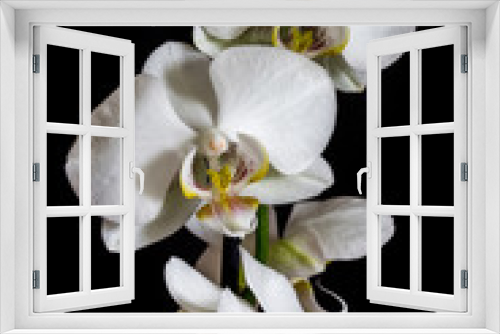 Fototapeta Naklejka Na Ścianę Okno 3D - White orchid