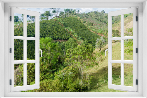 Fototapeta Naklejka Na Ścianę Okno 3D - Coffee plantation near Salento, Colombia