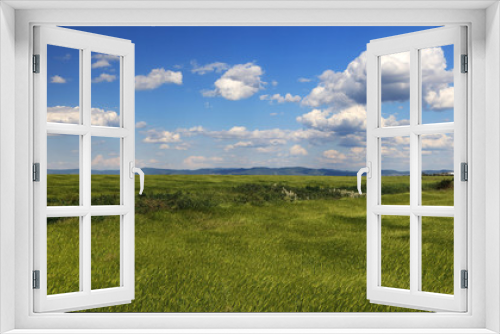 Fototapeta Naklejka Na Ścianę Okno 3D - Field of green wheat and cloudy blue sky