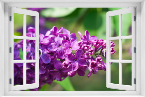 Fototapeta Naklejka Na Ścianę Okno 3D - Lilac in the garden