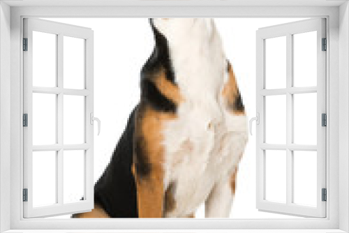 Fototapeta Naklejka Na Ścianę Okno 3D - Hund bettelt
