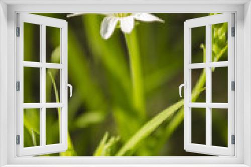 Fototapeta Naklejka Na Ścianę Okno 3D - Лесной цветок