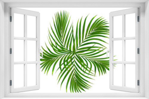 Fototapeta Naklejka Na Ścianę Okno 3D - Green leaf of palm tree background