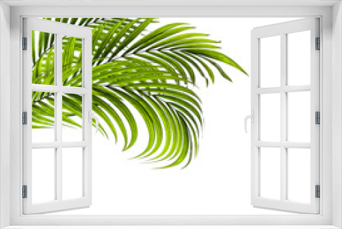 Fototapeta Naklejka Na Ścianę Okno 3D - Green leaf of palm tree on white background