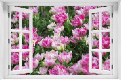 Fototapeta Naklejka Na Ścianę Okno 3D - Beautiful bouquet of pink