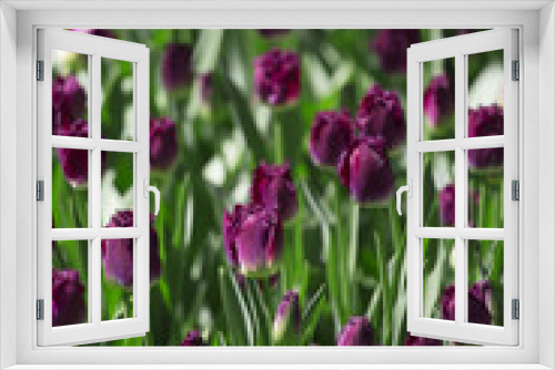 Fototapeta Naklejka Na Ścianę Okno 3D - Purple tulips