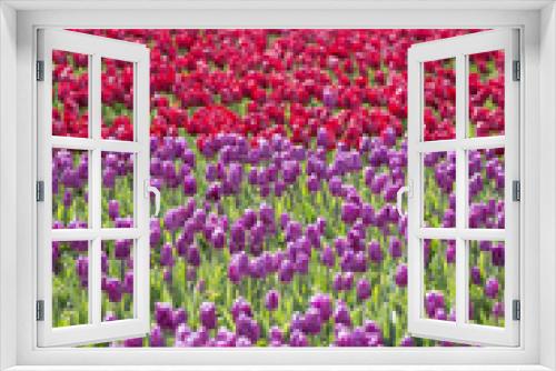 Fototapeta Naklejka Na Ścianę Okno 3D - pink, red and orange tulip