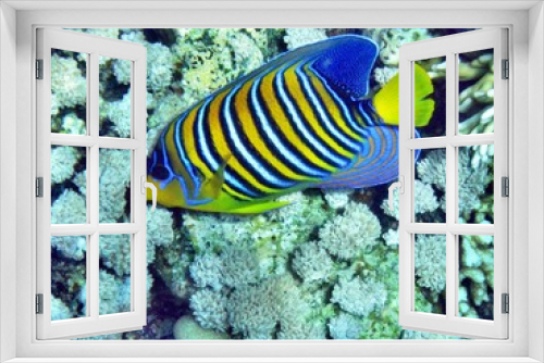 Fototapeta Naklejka Na Ścianę Okno 3D - Riff mit Fischen in Ägypten