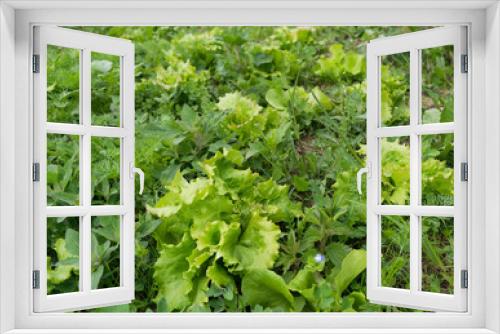 Fototapeta Naklejka Na Ścianę Okno 3D - Lettuce flowerbed full of weed, needs care and weeding