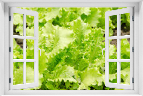 Fototapeta Naklejka Na Ścianę Okno 3D - Close up of a green lettuce plant