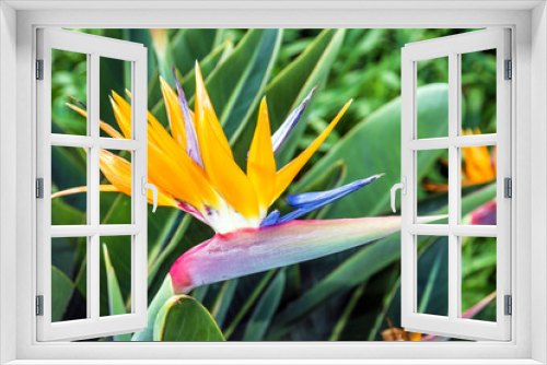 Fototapeta Naklejka Na Ścianę Okno 3D - African flower strelitzia, bird of paradise, Madeira island, Funchal, Portugal