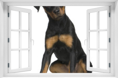 Fototapeta Naklejka Na Ścianę Okno 3D - rottweiler puppy (6 months)