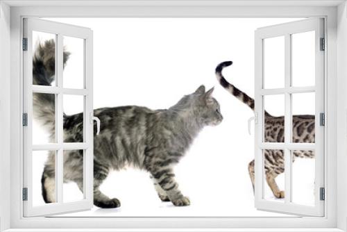 Fototapeta Naklejka Na Ścianę Okno 3D - four walking cats