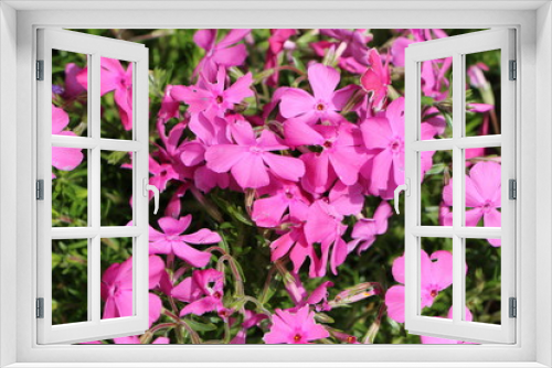 Fototapeta Naklejka Na Ścianę Okno 3D - Fleur de silène