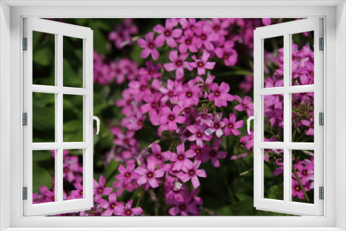 Fototapeta Naklejka Na Ścianę Okno 3D - Wild flowers in Spring.