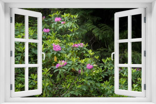 Fototapeta Naklejka Na Ścianę Okno 3D - Pink blooms of wild rhododendrons in the Oregon Cascade Mountains