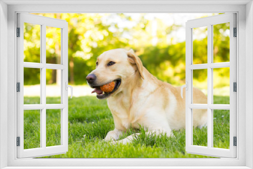 Fototapeta Naklejka Na Ścianę Okno 3D - Yellow Labrador dog in the park