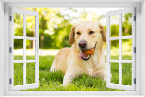 Fototapeta Naklejka Na Ścianę Okno 3D - Yellow Labrador dog in the park
