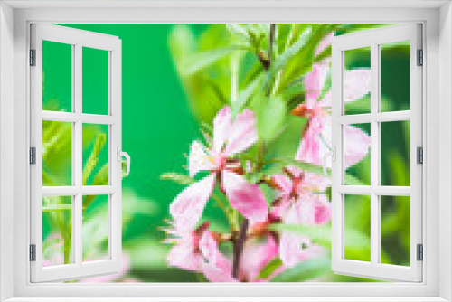 Fototapeta Naklejka Na Ścianę Okno 3D - Blossoming almond steppe. Shallow depth of field.