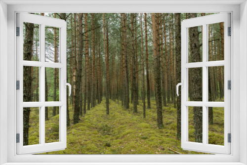 Fototapeta Naklejka Na Ścianę Okno 3D - Forest in spring