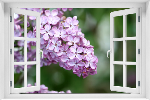 Fototapeta Naklejka Na Ścianę Okno 3D - Blooming lilac flowers in the garden, outdoors