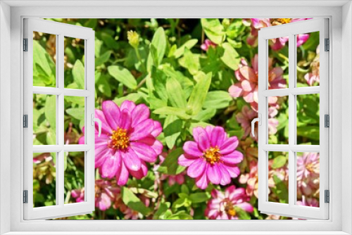 Fototapeta Naklejka Na Ścianę Okno 3D - pink zinnia flower in garden