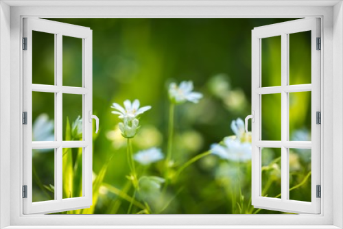 Fototapeta Naklejka Na Ścianę Okno 3D - Beautiful wild white chickweed flowers