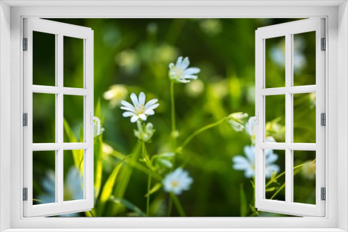 Fototapeta Naklejka Na Ścianę Okno 3D - Beautiful wild white chickweed flowers