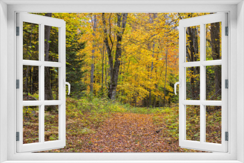 Fototapeta Naklejka Na Ścianę Okno 3D - Beautiful Colorful Autumn Leaves