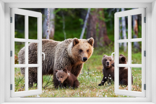 Fototapeta Naklejka Na Ścianę Okno 3D - Mother brown bear and her cubs
