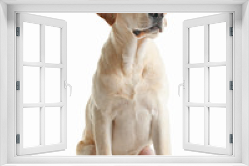 Fototapeta Naklejka Na Ścianę Okno 3D - Cute Labrador dog sitting isolated on white