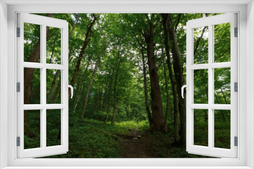 Fototapeta Naklejka Na Ścianę Okno 3D - green forest in summer